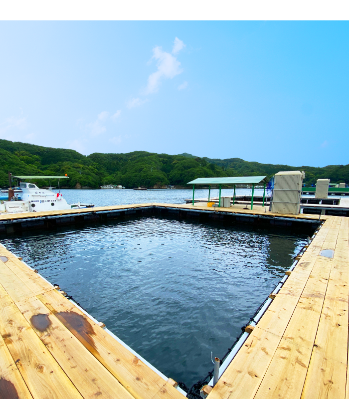 アクセス あなたに逢い鯛 釣り堀 三重県迫間浦 はさまうら の新たな釣り堀